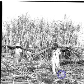 Pembangunan ke Djabung (Tumpang) Malang, tgl. 23 Maret 1957. Pengangkutan hasil tebang tebu
