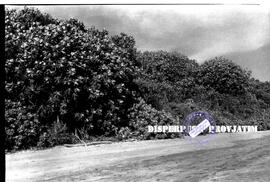 Pohon bakau yang tumbuh di pesisir pantai blambangan, 2 s.d 5 – 5 – 1956