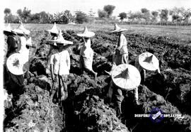 Perkebunan gula. Petani sedang menanam bibit tebu di sawah