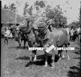 Sepasang sapi kerapan yang ikut dalam lomba kerapan sapi di madura, TT