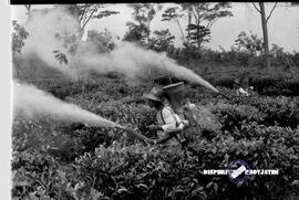 Perkebunan teh Wonosari Lawang, tanggal 28-1-1957. Penyemprotan dikebun teh