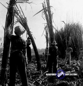 Pembangunan ke Djabung (Tumpang) Malang, tgl. 23 Maret 1957. Panen tebu di Djabung