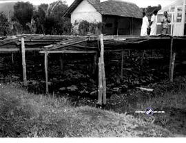 Rombongan Kalimantan ke Djawatan Perkebunan (pertanian) Punten, tanggal 11 April 1955 Batu Malang...