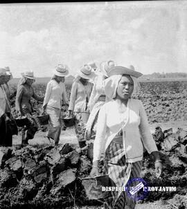 Perkebunan gula. Para petani bergegas pulang setelah menyelesaikan pekerjaan