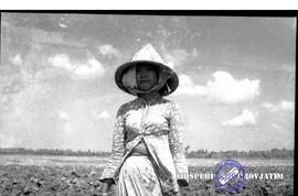 Perkebunan gula. Seorang pekerja perempuan berada dilahan perkebunan tebu