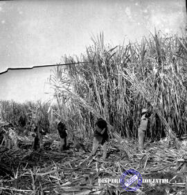 Pembangunan ke Djabung (Tumpang) Malang, tgl. 23 Maret 1957. Pengangkutan hasil tebang panen tebu