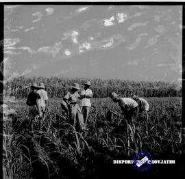 Perkebunan gula. Para pekerja perkebunan sedang merawat tanaman tebu dan diawasi oleh mandor perk...