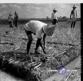 Perkebunan gula. Petani sedang menanam bibit